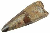 Fossil Spinosaurus Tooth - Real Dinosaur Tooth #368027-1